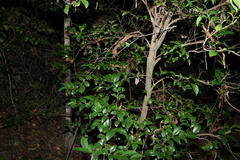 Memecylon pauciflorum, photograph (c) Greg Tasney, some rights reserved (CC BY-SA)
