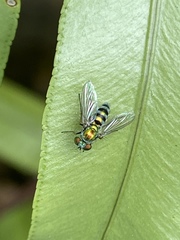 Condylostylus pruinosus