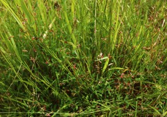 Alysicarpus roxburghianus