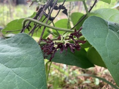 Matelea hirtelliflora