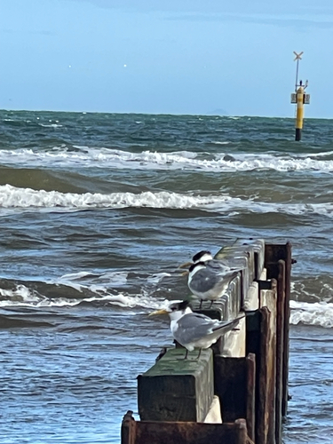 iNaturalist image