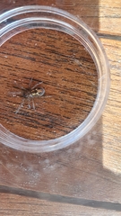 Amaurobius fenestralis