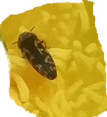 Acmaeodera neoneglecta