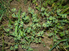 Euphorbia falcata