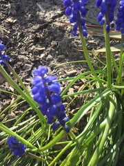 Muscari