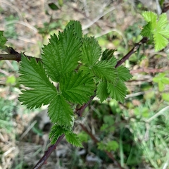 Rubus fruticosus
