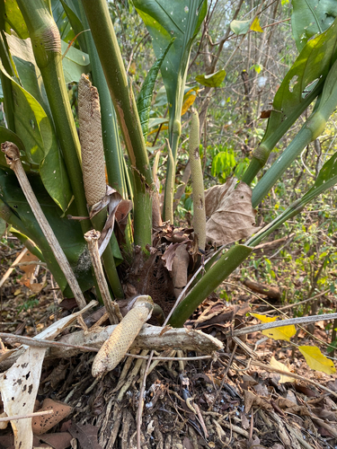 Anthurium plowmanii, photograph 3