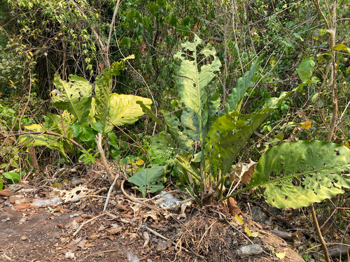 Anthurium plowmanii, photograph 4