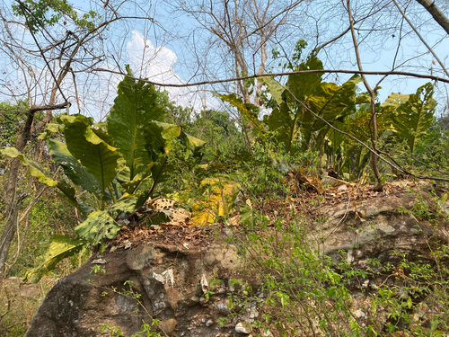 Anthurium plowmanii, photograph 6