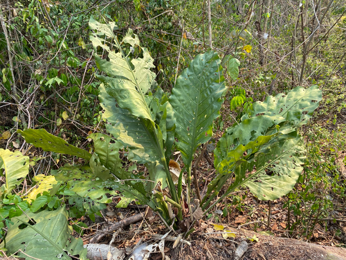 Anthurium plowmanii, photograph 2