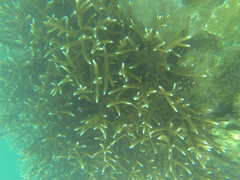 Acropora muricata