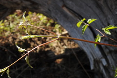 Clematis peterae lishanensis