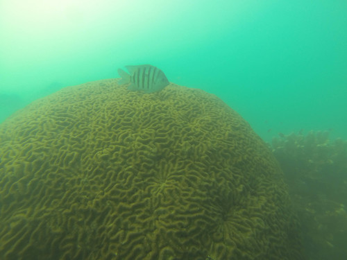 Lobophyllia recta