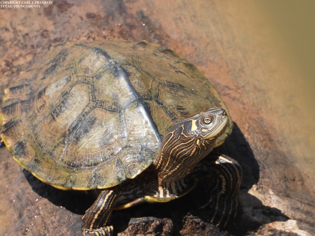 Photo by texasturtles