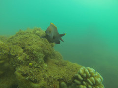 Plectroglyphidodon apicalis