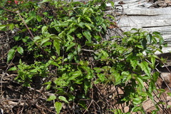 Clematis peterae lishanensis