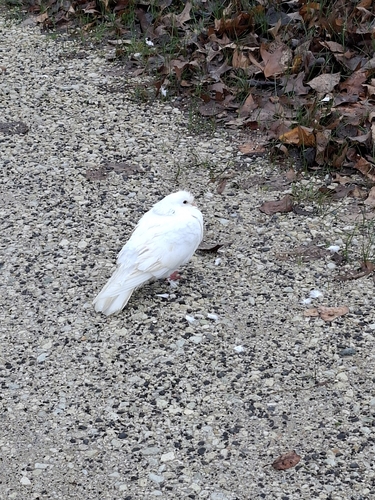 Feral Pigeon