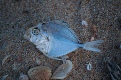 Leiognathidae