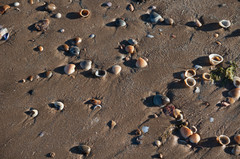 Vasticardium vertebratum