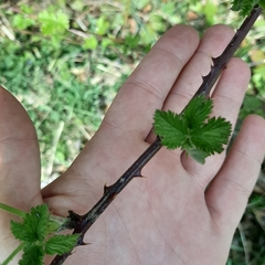 Rubus fruticosus