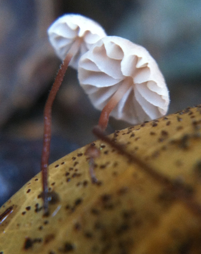Oak-leaf Pinwheel