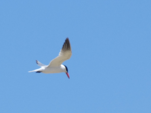 iNaturalist: (c) Christopher Rustay, some rights reserved (CC BY-NC), uploaded by Christopher Rustay iNaturalist image