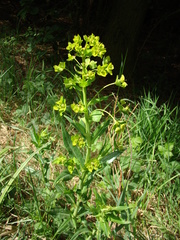 Euphorbia lucida