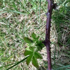 Rubus fruticosus