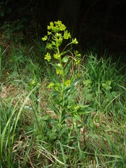 Euphorbia lucida
