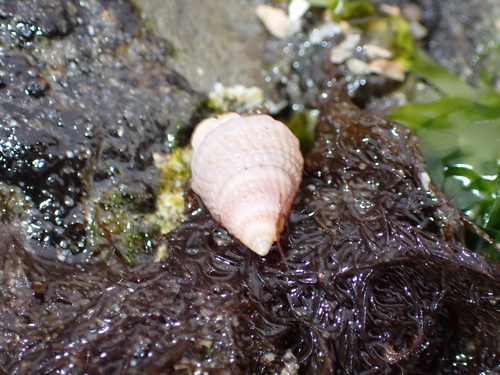 Nassarius perpinguis, 2026-06-04