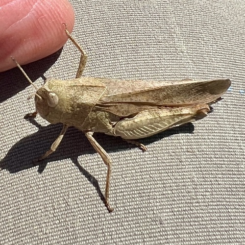 Sulphur-winged Grasshopper photo 5