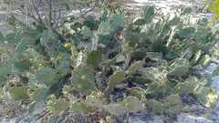 Opuntia stricta