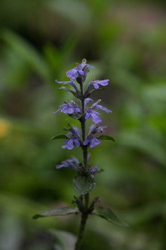 Ajuga