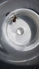 Amaurobius fenestralis