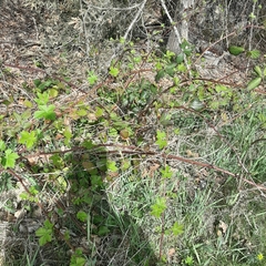 Rubus fruticosus