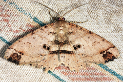 Melanolophia bugnathos