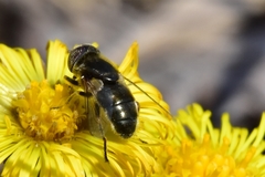Eristalinus aeneus