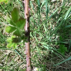 Rubus fruticosus