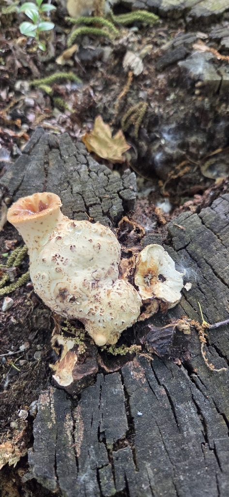 Dryad's Saddle · June 2026 · photo: Photo: (c) WF_MI, some rights reserved (CC BY) · iNaturalist