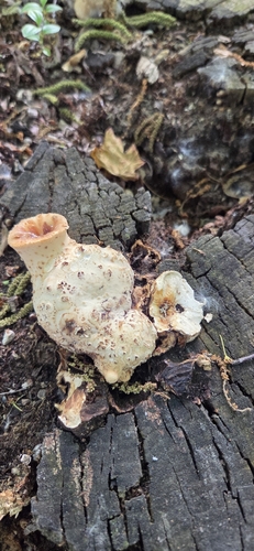 Dryad's Saddle