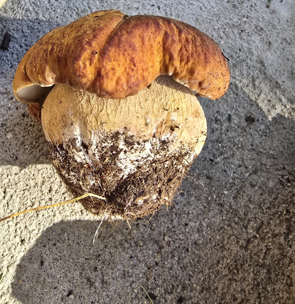 Spring King Bolete · June 2026 · photo: Photo: (c) Kate Crowell Walker, some rights reserved (CC BY) · iNaturalist