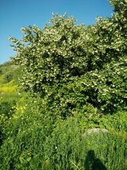Styrax officinalis
