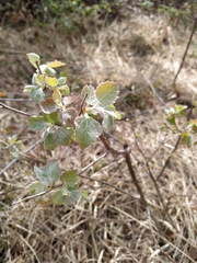 Populus