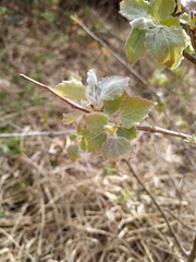 Populus