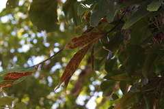 Pyrrosia polydactylos