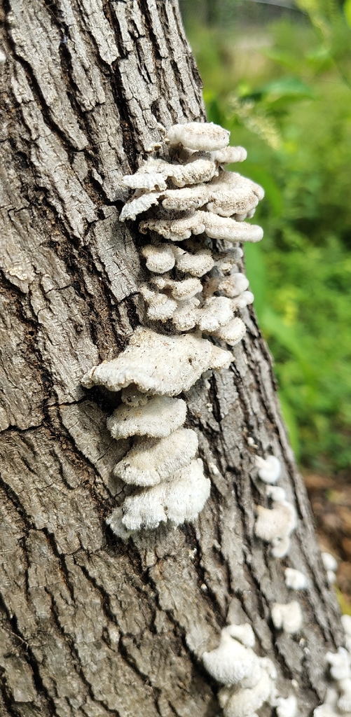 splitgill mushroom · June 2026 · photo: Photo: (c) Joan Chiasson, some rights reserved (CC BY-SA) · iNaturalist