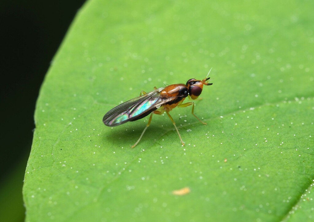 Psila bivittata