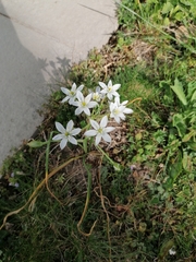 Ornithogalum umbellatum
