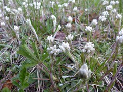 Antennaria howellii