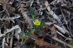 Potentilla matsumurae